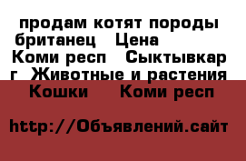 продам котят породы британец › Цена ­ 2 000 - Коми респ., Сыктывкар г. Животные и растения » Кошки   . Коми респ.